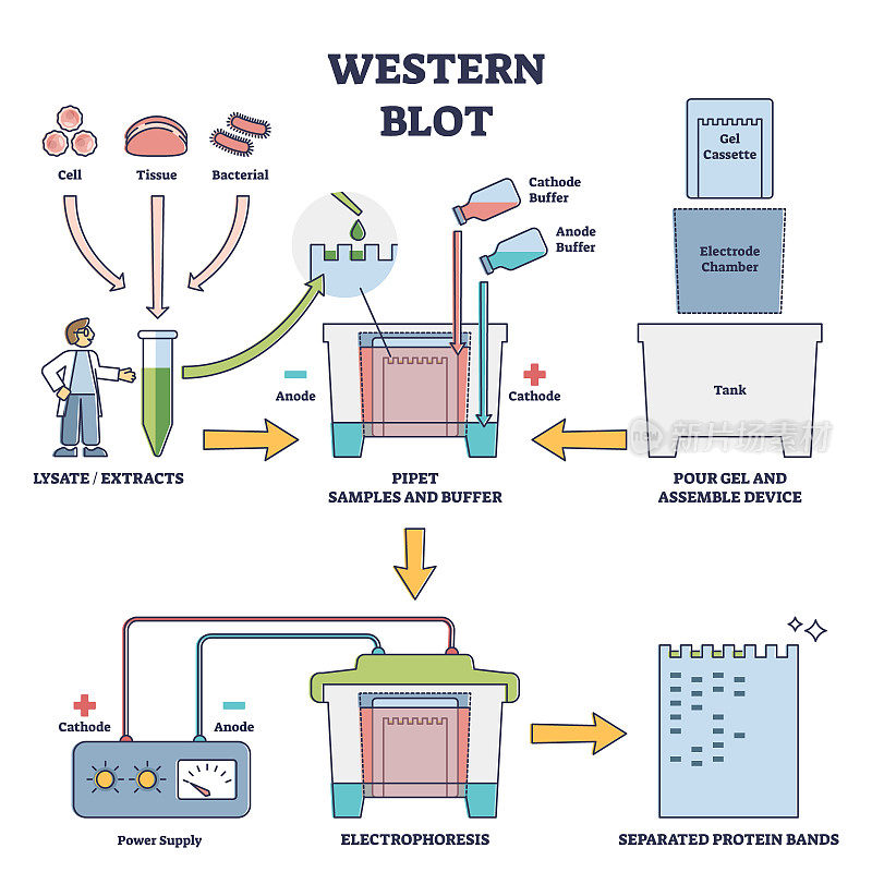 Western blot实验室方法检测特异性蛋白载体图